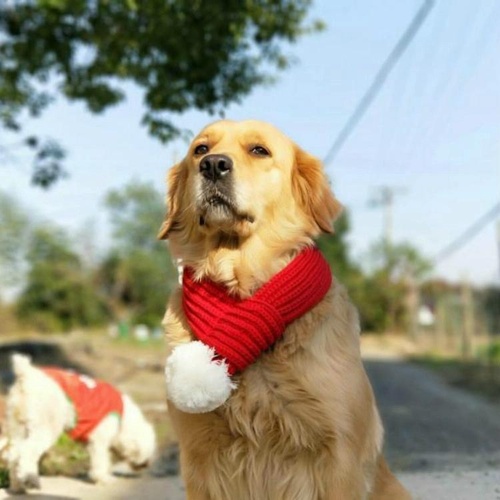 Pet Christmas Wool Scarf Saliva Towel - Size Xs - Main Image