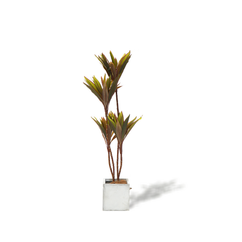 Faux Cordyline fruticosa Tree - Main Image